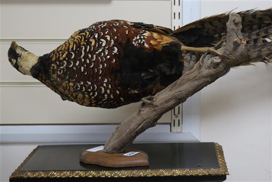 A taxidermic pheasant